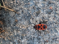 Pyrrhocoris apterus