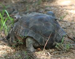 Gopherus berlandieri