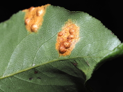 Gymnosporangium sabinae