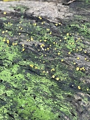 Orbilia xanthostigma