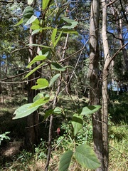 Kennedia rubicunda