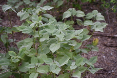 Abutilon trisulcatum