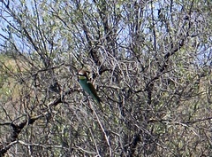 Merops apiaster