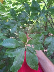 Rhododendron