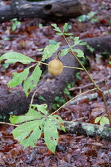 Aesculus pavia
