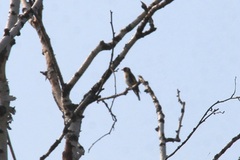 Carduelis carduelis