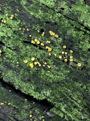 Orbilia xanthostigma