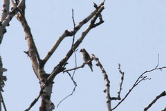 Carduelis carduelis