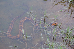 Nerodia fasciata