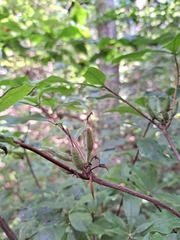 Rhododendron