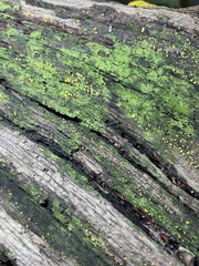 Orbilia xanthostigma