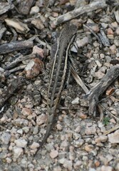 Sceloporus variabilis