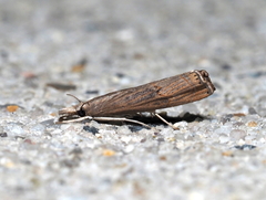 Parapediasia teterrellus