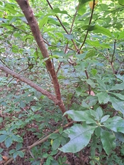 Rhododendron