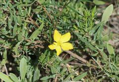 Talinum polygaloides