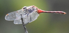 Sympetrum rubicundulum