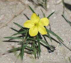 Talinum polygaloides