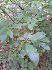Rhododendron