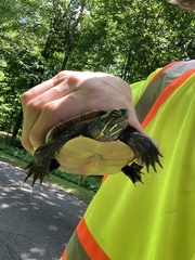 Chrysemys picta marginata