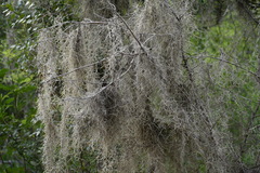 Tillandsia usneoides