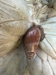 Euglandina rosea