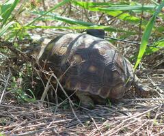 Gopherus berlandieri