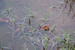 Nerodia fasciata