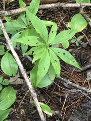 Lysimachia borealis
