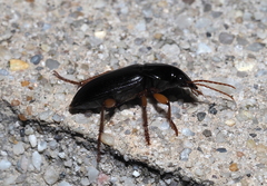 Harpalus