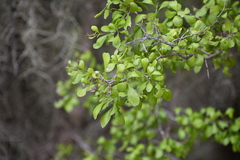 Condalia hookeri
