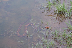 Nerodia fasciata