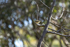 Acanthiza chrysorrhoa