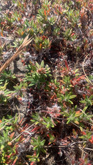 Polygonum paronychia