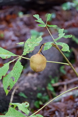 Aesculus pavia