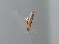 Fissicrambus mutabilis