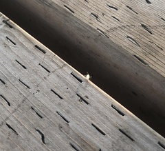 Entomobrya unostrigata