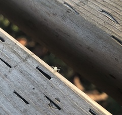 Entomobrya unostrigata