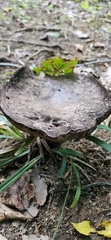 Tylopilus
