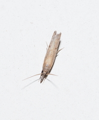 Fissicrambus mutabilis