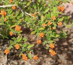 Citharexylum berlandieri