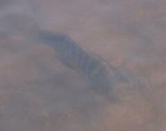 Oreochromis niloticus