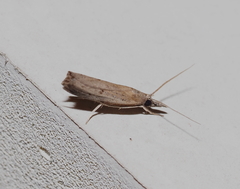 Fissicrambus mutabilis