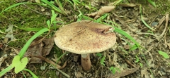 Validae