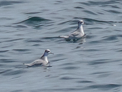 Phalaropus fulicarius