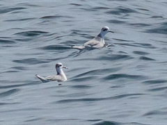Phalaropus fulicarius