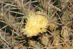Ferocactus histrix