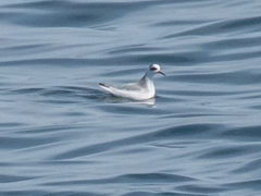 Phalaropus fulicarius