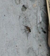 Psorophora cyanescens