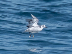 Phalaropus fulicarius