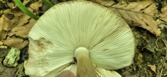 Validae